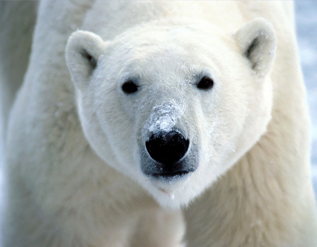 urso_polar