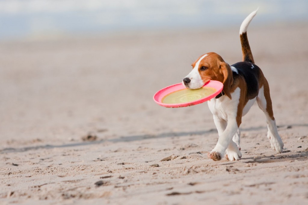 dog-frisbee